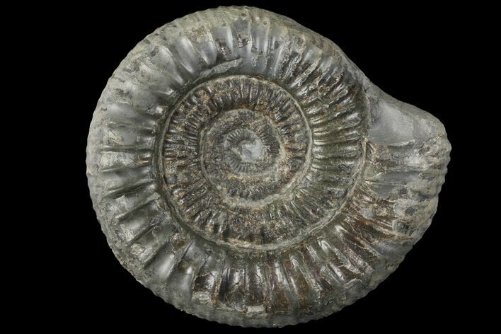 Dactylioceras Ammonite Fossil - England #100465